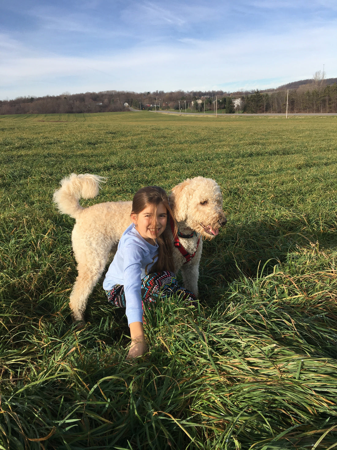 Is CBD Safe for Dogs? Side Effects, Drug Interactions & Vet Guidance