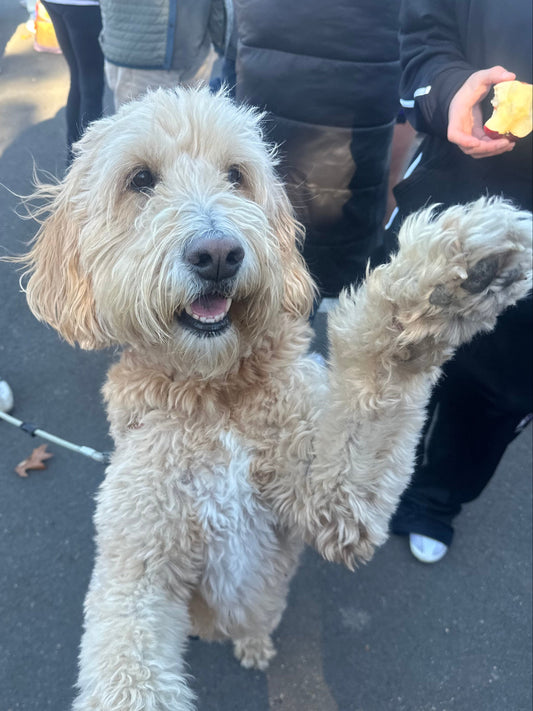 How Long Does CBD Take to Work in Dogs?