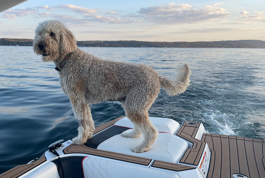 CBD for Dogs with Cancer: What the Research Actually Shows